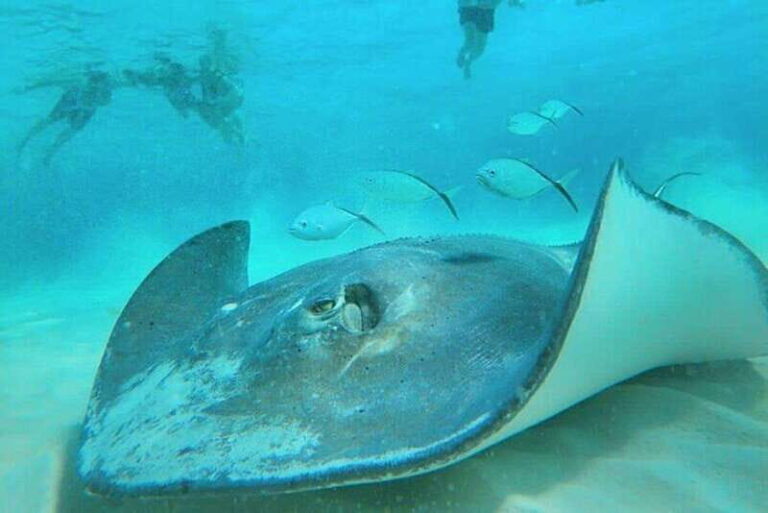 Cozumel: Private Snorkel Tour El Cielo + 3 Reefs Food Drinks - Setting Sail into the Cozumel Underwater World