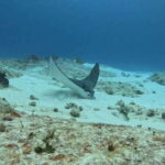 Cozumel Scuba Diving: 2 Tanks in the National Park for certified divers - Who Will Love This Tour?