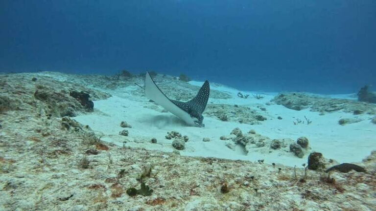 Cozumel Scuba Diving: 2 Tanks in the National Park for certified divers - Who Will Love This Tour?