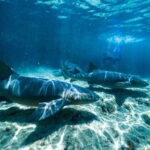 Cozumel: Snorkel and Swim with Stingrays - FAQ