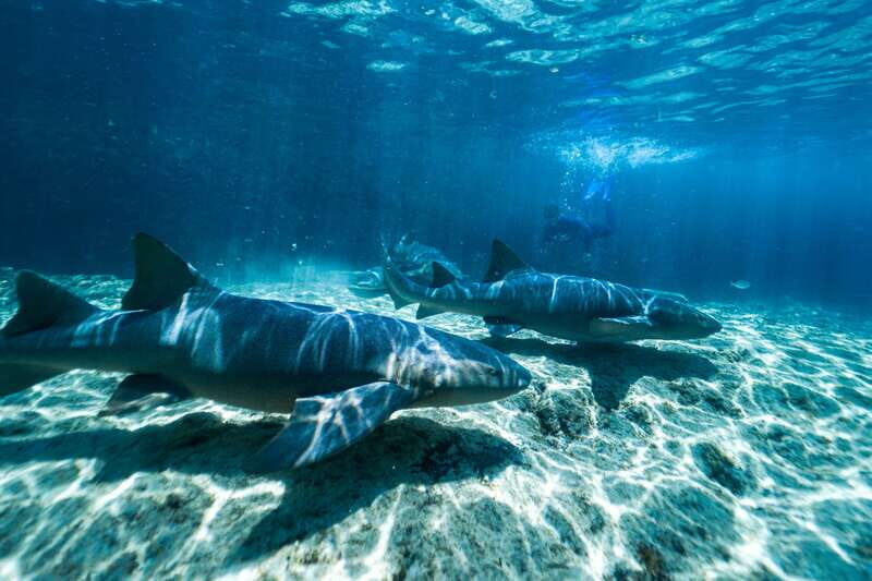 Cozumel: Snorkel and Swim with Stingrays - FAQ