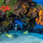 Cozumel: South Marine Park & Cozumel Reef Scuba Diving Tour - Who is this tour best for?