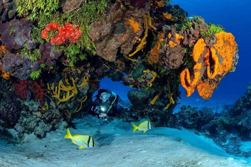 Cozumel: South Marine Park & Cozumel Reef Scuba Diving Tour - Who is this tour best for?