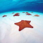 Cozumel: Transparent bottom boat tour and snorkeling activity. - An In-Depth Look at the Cozumel Transparent Bottom Boat Tour