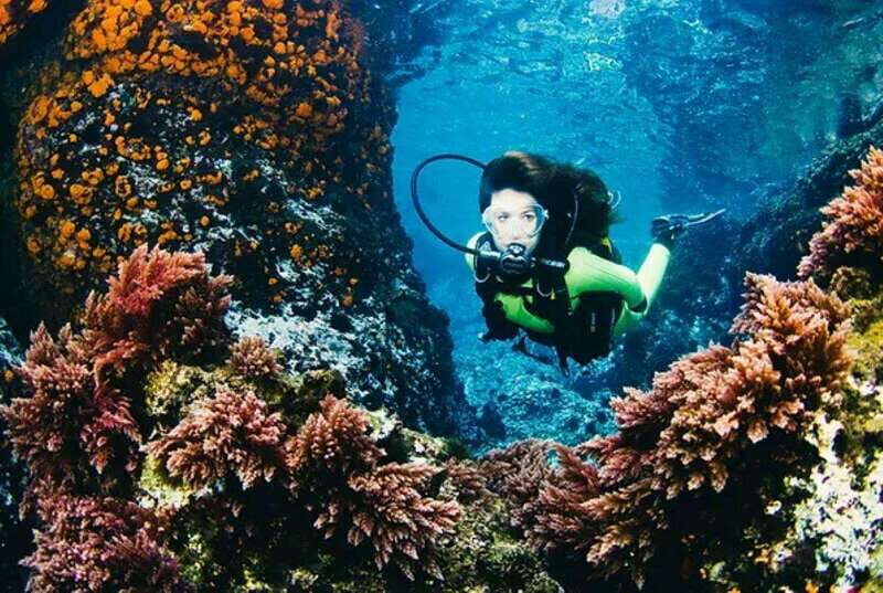 Cozumel: Twilight and Night Dive for Certified Divers - Why Choose This Tour?
