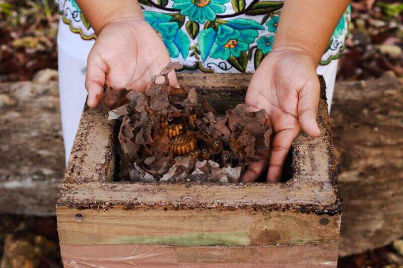 Cozumel: Ultimate Combo: Mayan Ruins, Bee Farm & Snorkeling - Who Should Consider This Tour?