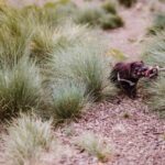 Cradle Mountain: After Dark Tasmanian Devil Feeding Tour - A Detailed Look at the Cradle Mountain: After Dark Tasmanian Devil Feeding Tour