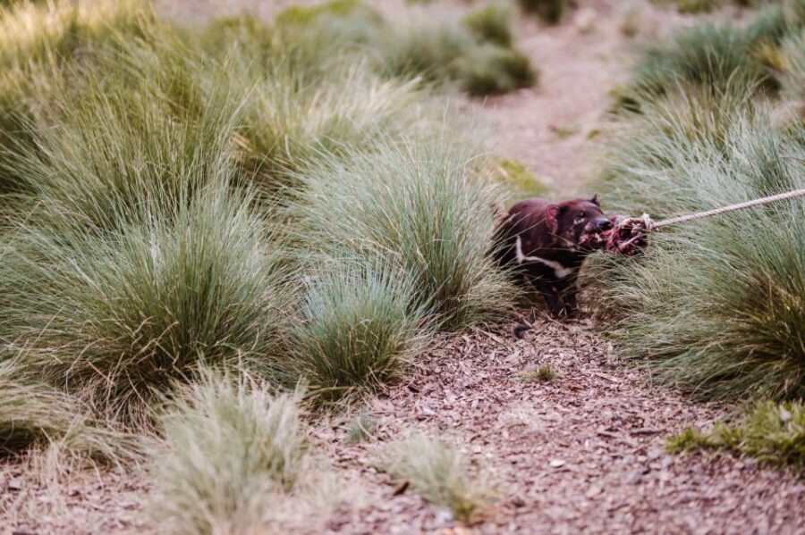 Cradle Mountain: After Dark Tasmanian Devil Feeding Tour - A Detailed Look at the Cradle Mountain: After Dark Tasmanian Devil Feeding Tour