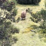 Cradle Mountain Sightseeing Tour from Devonport or Burnie - Practical Considerations