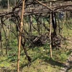Craftsmanship and Flavors of Sorrento and Amalfi Coast - Who Is This Tour Best For?