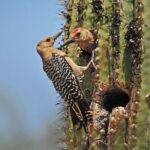 Creative Soul Scavenger Hunt(Sabino Canyon&Catalina Park,Tucson) - Exploring Tucson’s Secrets with the Creative Soul Scavenger Hunt