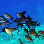 Crete Introductory Scuba Diving Experience - Why This Tour Offers Great Value
