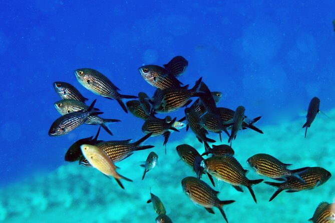 Crete Introductory Scuba Diving Experience - Why This Tour Offers Great Value