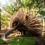 Croc Express from Brisbane Transfers Only - FAQ
