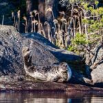 Cruise in Puumala by Lake Saimaa - Who Should Consider This Tour?