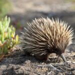 CRUISE SHIP Wildlife Tour - Exploring Kangaroo Island’s Wildlife with Confidence
