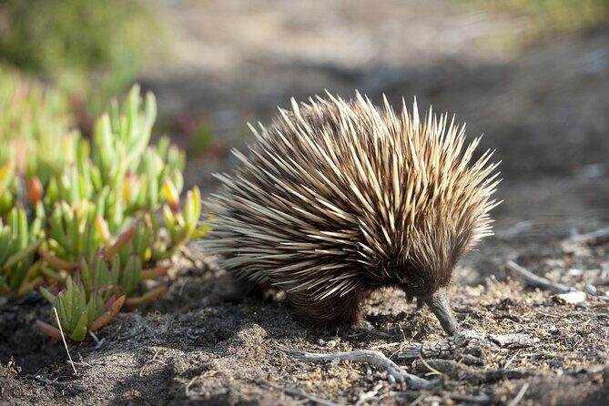 CRUISE SHIP Wildlife Tour - Exploring Kangaroo Island’s Wildlife with Confidence