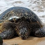 Cruise Ship with Direct "Pier Pick Up" All Fee's Included - Who Should Consider This Tour?