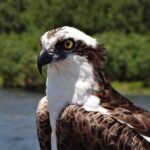 Crystal River Boat and Nature Tour - FAQs