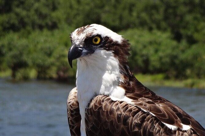 Crystal River Boat and Nature Tour - FAQs