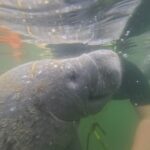 Crystal River: Guided Manatee Snorkeling Tour - A Closer Look at the Experience