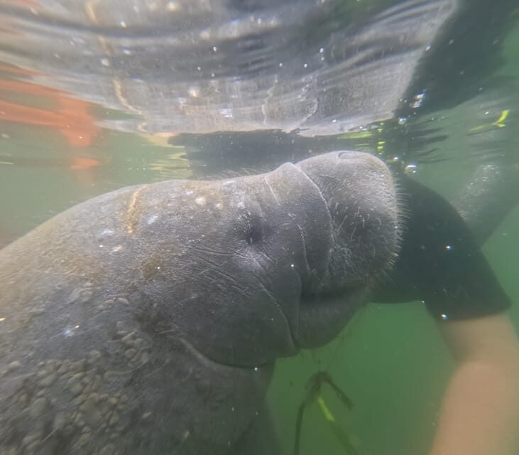 Crystal River: Guided Manatee Snorkeling Tour - A Closer Look at the Experience