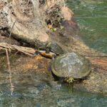 Crystal River: Manatee Season Tour w/ Free Photo Package - FAQ