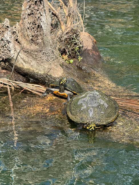 Crystal River: Manatee Season Tour w/ Free Photo Package - FAQ