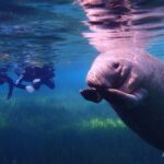 Crystal River: Manatee Swim Group Tour - FAQ