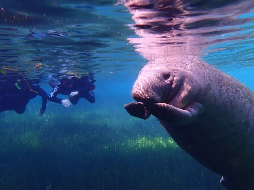 Crystal River: Manatee Swim Group Tour - FAQ
