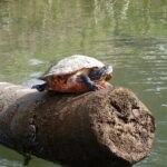 Crystal River Manatee Viewing Cruise - Final Thoughts