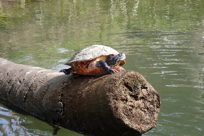 Crystal River Manatee Viewing Cruise - Final Thoughts