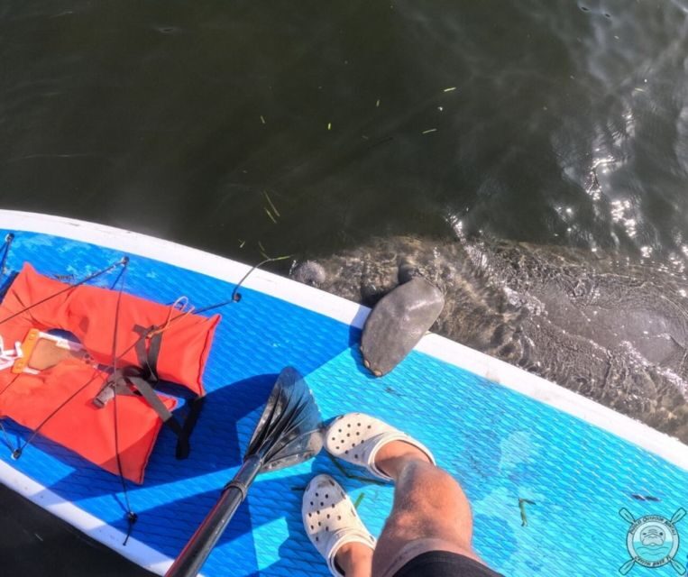 Crystal River: Paddle Board Rental - The Experience: What Works Well