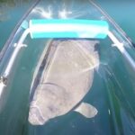 Crystal River: Three Sisters Springs Eco Tour by Clear Kayak - The Sum Up