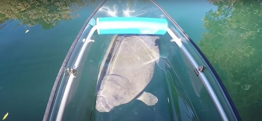 Crystal River: Three Sisters Springs Eco Tour by Clear Kayak - The Sum Up