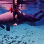 Crystal River: VIP Kayak and Swim with Manatees Tour - What is the Value?