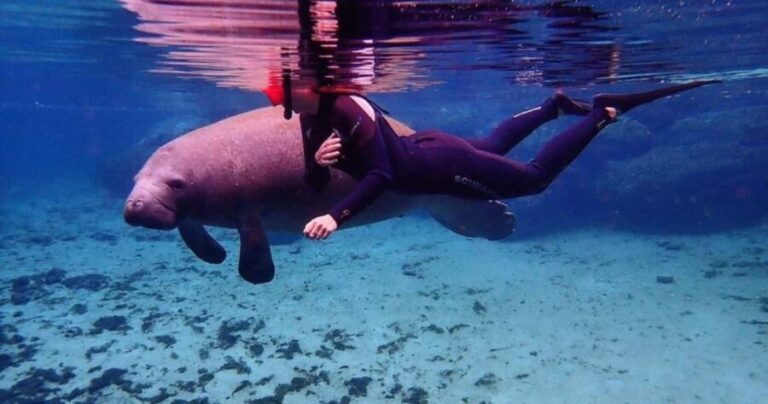 Crystal River: VIP Kayak and Swim with Manatees Tour - What is the Value?