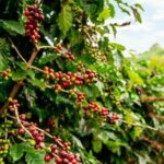 Cultural Immersion in Cacao and Coffee in the Southern Sierra of Oaxaca - In-Depth Breakdown of the Itinerary