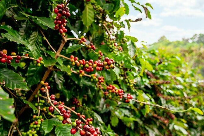 Cultural Immersion in Cacao and Coffee in the Southern Sierra of Oaxaca - In-Depth Breakdown of the Itinerary