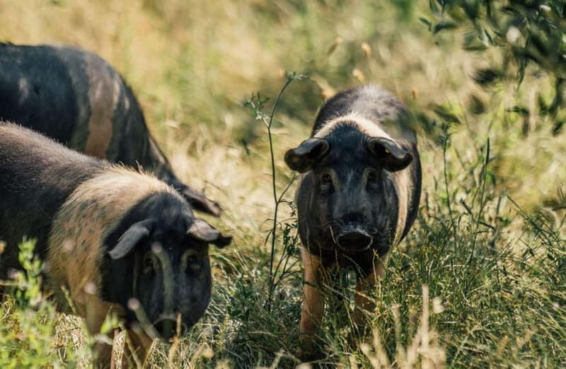 Cured Meat & Olive Oil Tasting & Visit near Pisa & Livorno - A Deep Dive into the Experience