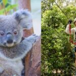 Currumbin Wildlife Sanctuary & TreeTop Challenge Combo - The Practical Details