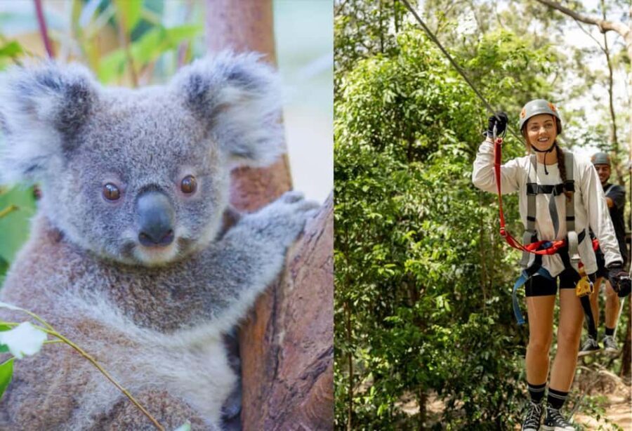 Currumbin Wildlife Sanctuary & TreeTop Challenge Combo - The Practical Details