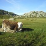 Cuscionu's plateau, 1000 waterholes'grass : pozzines - Authenticity and value