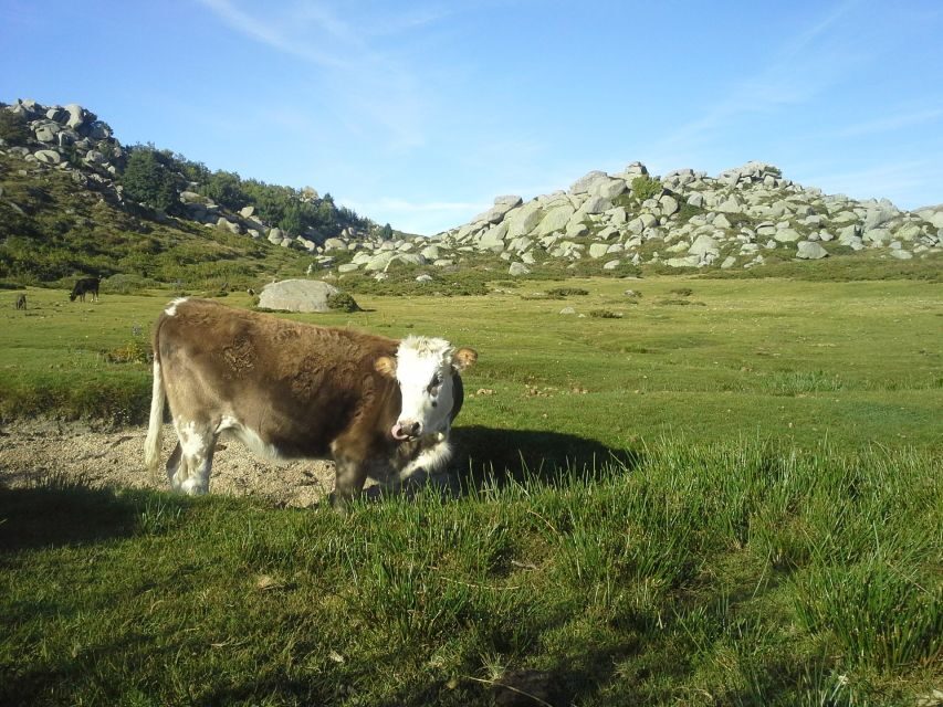 Cuscionu's plateau, 1000 waterholes'grass : pozzines - Authenticity and value