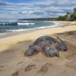 Custom Island Tour - for 4 to 5 people - up to 8 hours - Private tour of Oahu - Frequently Asked Questions