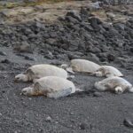 Custom Volcanoes National Park Tour with extra stops - Why This Tour Offers Great Value