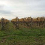 Customized private winery day tour in Mornington Peninsula at your own choices - Who Should Consider This Tour?