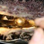 Cygnet Bay Pearl Farm Behind-the-Scenes Tour & Live Harvest - The Final Word: Is It Worth It?