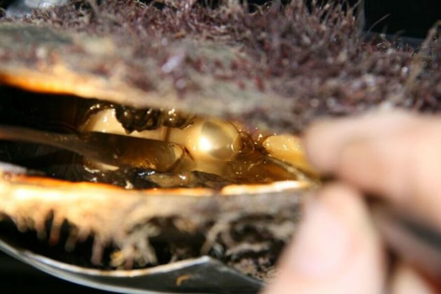 Cygnet Bay Pearl Farm Behind-the-Scenes Tour & Live Harvest - The Final Word: Is It Worth It?