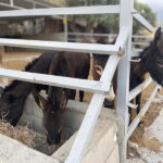 Cypriot Traditions and Donkey Adventures - Farm Tour and Olive Tree Heritage
